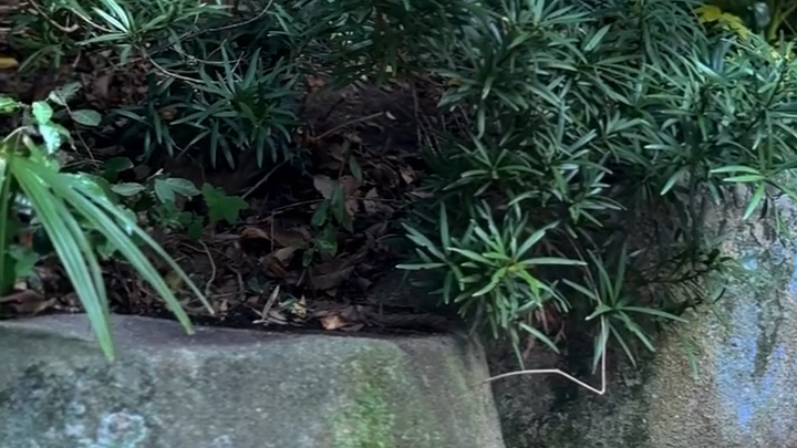 造園